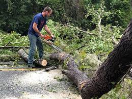 How Our Tree Care Process Works  in  Calcium, NY