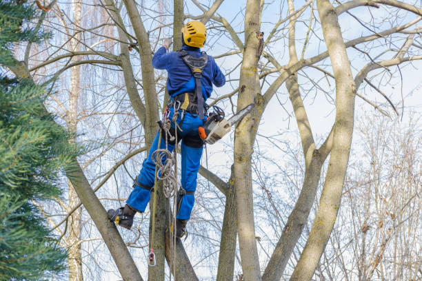 Trusted Calcium, NY Tree Removal Services Experts